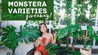 Monstera : Varieties, Care, Propagation, + #GIVEAWAY of Monstera Deliciosa| Glasswood Casa