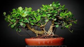 Bonsai Repot: Multi-Trunk Green Island Ficus