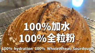 SUB) 100％全粒粉 100％加水 天然酵母カンパーニュ こねないパン VS 捏ね機使用レシピ　100 ％ hydration 100 % whole wheat sourdough bread