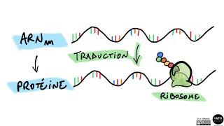 La traduction de l'ARN 
