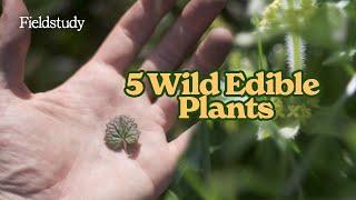 What to forage in May? | UK Wild Edibles