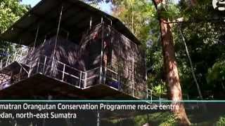 Orangutang released into wild in Sumatra after operation to restore sight.