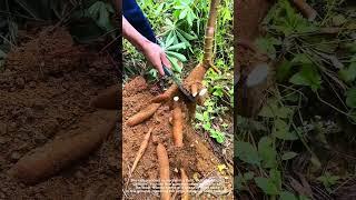 See How Versatile Cassava Roots Are Harvested