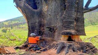 Dangerous Fastest Huge Tree Cutting Chainsaw Machines - Amazing Stihl Chainsaw Felling Tree Down