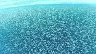 BIGGEST BAIT BALL EVER CRAZY FISH AND MASSIVE SHARKS SHOT W/ GOPRO HERO2 HD