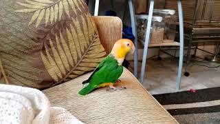 Little Baby, the Caique, hopping around and biting my foot!!!