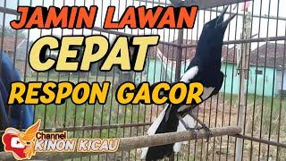  Suara Pancingan Kacer Agar Lawan Cepat Emosi Gacor Auto Langsung Cepat Respon BUKTIKAN !!!