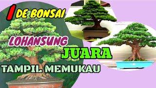 BONSAI LOHANSUNG JUARA TAMPIL MEMUKAU || IDE BONSAI