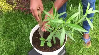 How to grow Nerium oleander  அரளி செடி in cold weather @ London tea kadai