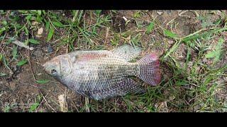 tilapia fishing #fishingingoa #goa #monsoonfishing