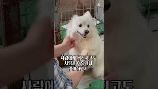 [하남유기견보호소] 6년이란 긴 시간을 어떻게 구원이는 길 위에서 보냈을까 #사지말고입양하세요