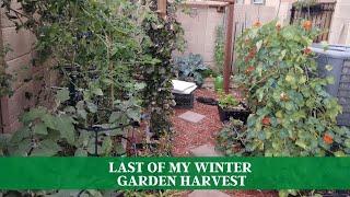 Desert Garden Harvest - The Last Of My Winter 2022 Garden