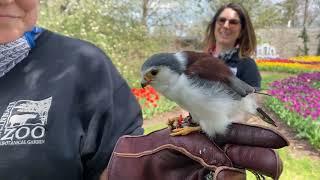 Home Safari - African pygmy falcon - Tanzi - Cincinnati Zoo