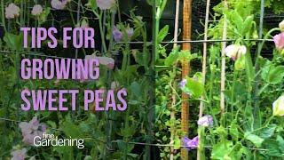 Tips for Growing Sweet Peas