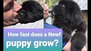 NEWFOUNDLAND PUPPY 1-8 WEEKS OLD  // Newfies grow fast! Breeding Newfoundlands 101