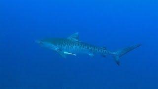 Shark Diving in Mozambique - 4K