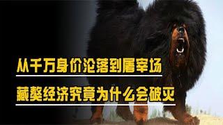 From being worth tens of millions to being slaughtered, why did the Tibetan Mastiff economy collapse