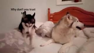 Cutest dog couple fighting