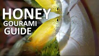 Honey Gourami ft. A Gamer's Wife | Beginner Guide