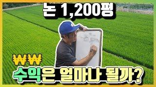 논 1200평 벼 수확량과 수익계산