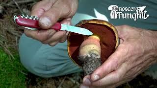 Conoscere i Funghi: Boletus erythropus [ COMMESTIBILE ]