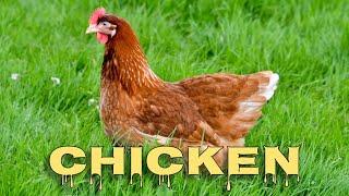 Chicken sounds, hen clucking