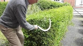 Using a sickle to trim a hedge.