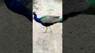  wow so beautiful peacock  #peacock #peacockcall #nature #wildlife #peacocking #funny #peacock