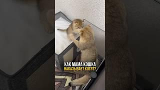 Как кошки наказывают котят - неожиданные методы воспитания!️