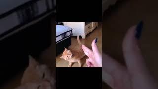 gatito juega con su dueña a los disparos