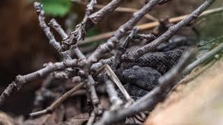 Klaub (Banded Rock Rattlesnake) female with babies