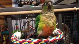 A Conure Performing Tricks