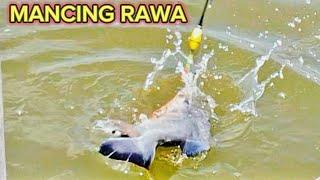 mancing bawal liar // mancing rawa pening terbaru