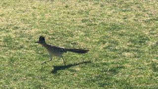 Roadrunner in Rabbit Park