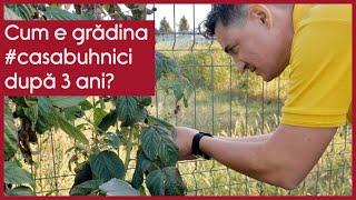 Cum e grădina #casabuhnici după 3 ani? - CASEBUNE.RO