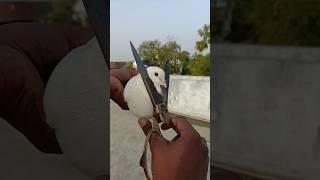 kabutar ki खराब पोंछ kat Diya ️ #itsgullyboy #shorts #viral #pigeon