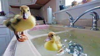 Lost footage... our DUCKLINGS swimming for the first time