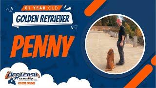 1 yo Golden Retriever (Penny) | Off Leash K9 Training | Virginia's Best Dog Trainers