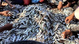 WoW !! Fishermen Fishing Catch a Lot of Fish on Sea - Big Catch hundreds of fish