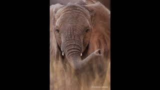 Elephants in Kenya, Photos by Antonio Liebana