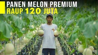 TIdak Perlu Impor Lagi Melon Premium Sangat Mudah Tumbuh Di Indonesia