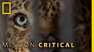 A True Man-Eater | Mission Critical