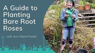 A Guide to Planting Bare Root Roses with Ann-Marie Powell | PrimroseTV