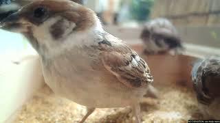 チョい前動画・幼鳥の夏ごはん後編 #スズメ #すずめ #雀 #sparrow #sparrows