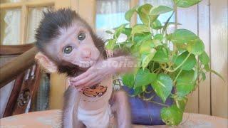 super active baby monkey