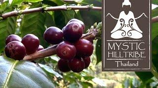Mystic Hilltribe Thailand Coffee Production and Life    Video