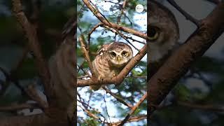 Who is a creep? Me or the owl??   #Sadaa #owl #funny #wildlife #safari