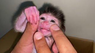 NEWBORN BABY MONKEY VERY SM4LL