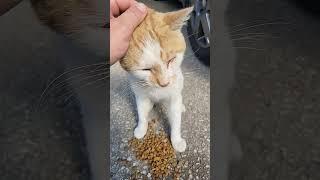 Meet Sunny 24 - Homeless cats Greece 2024 - rapid interventions. #animals #cat #homeless #helpcats