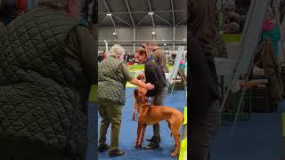 Hundeausstellung CACIB Premstätten 2024 am Schwarzlsee